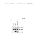 PROTEIN PRODUCTION diagram and image