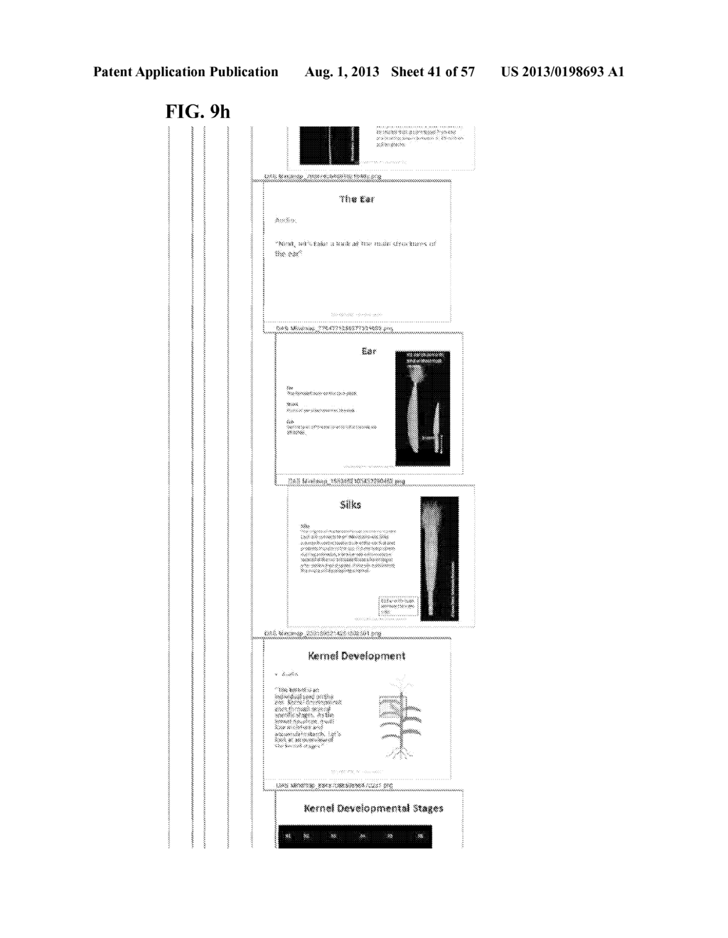 THREE-DIMENSIONAL ANIMATION TECHNOLOGY FOR DESCRIBING AND MANIPULATING     PLANT GROWTH - diagram, schematic, and image 42