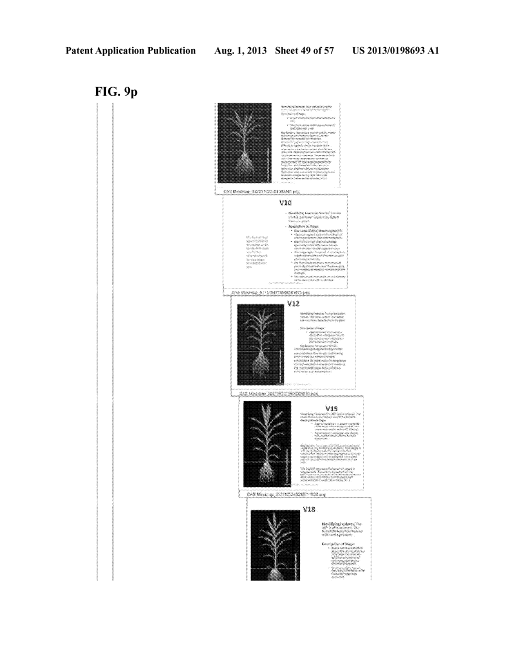 THREE-DIMENSIONAL ANIMATION TECHNOLOGY FOR DESCRIBING AND MANIPULATING     PLANT GROWTH - diagram, schematic, and image 50