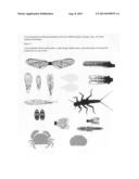 Realistic vinyl printed insect wings, body s, minnow heads, body s, beetle     body s, and crab body s of every shape, size and color diagram and image