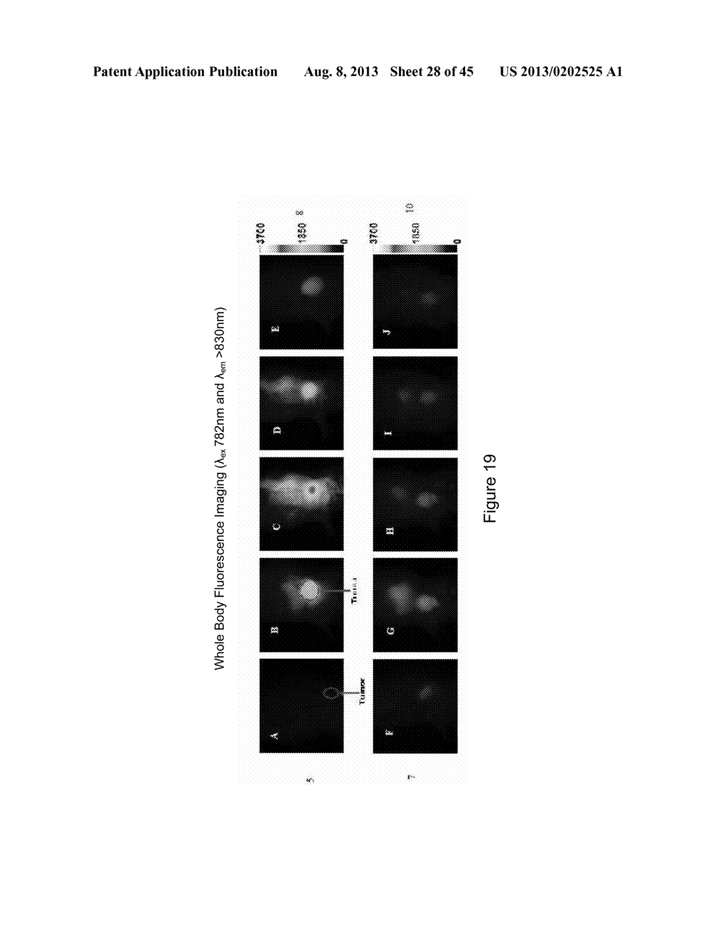 MULTIFUNCTIONAL NANOPLATFORMS FOR FLUORESCENCE IMAGING AND PHOTODYNAMIC     THERAPY DEVELOPED BY POST-LOADING PHOTOSENSITIZER AND FLUOROPHORE TO     POLYACRYLAMIDE NANOPARTICLES - diagram, schematic, and image 29