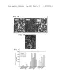 DIFFERENTIAL GENE EXPRESSION IN PHYSIOLOGICAL AND PATHOLOGICAL     ANGIOGENESIS diagram and image