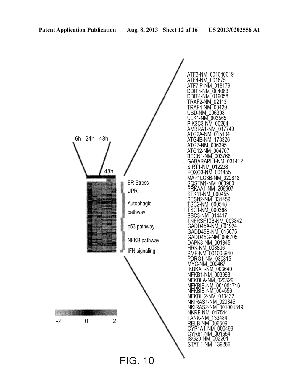 Treatment of Hepatitis C Virus Related Diseases Using Hydroxychloroquine     or a Combination of Hydroxychloroquine and an Anti-Viral Agent - diagram, schematic, and image 13