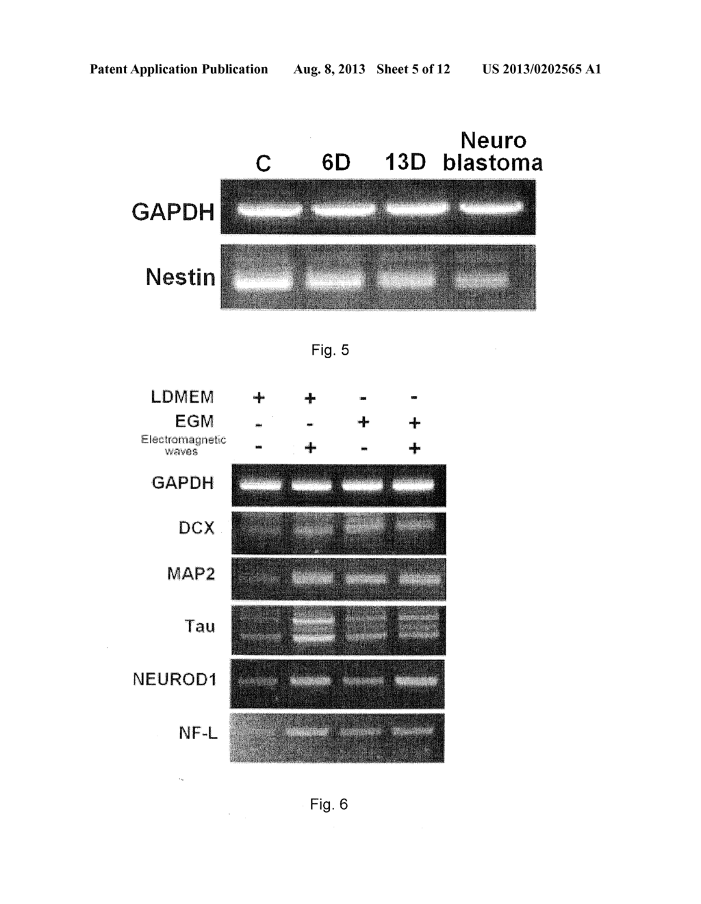 METHOD FOR INDUCING DIFFERENTIATION OF ADULT STEM CELLS AND NERVE CELLS     USING ELECTROMAGNETIC FIELD - diagram, schematic, and image 06