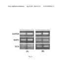 METHOD FOR INDUCING DIFFERENTIATION OF ADULT STEM CELLS AND NERVE CELLS     USING ELECTROMAGNETIC FIELD diagram and image