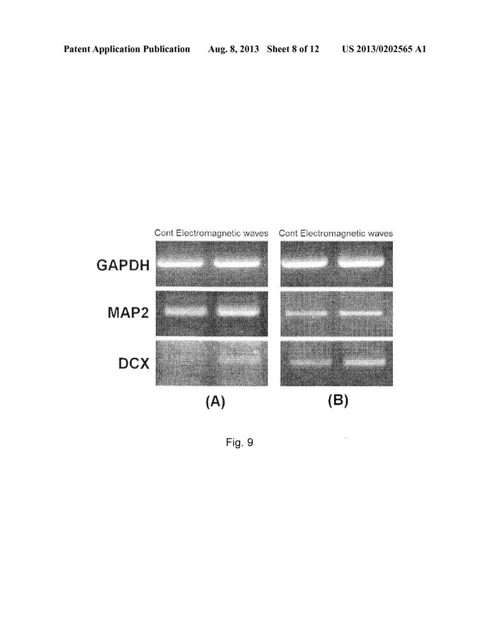 METHOD FOR INDUCING DIFFERENTIATION OF ADULT STEM CELLS AND NERVE CELLS     USING ELECTROMAGNETIC FIELD - diagram, schematic, and image 09