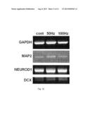 METHOD FOR INDUCING DIFFERENTIATION OF ADULT STEM CELLS AND NERVE CELLS     USING ELECTROMAGNETIC FIELD diagram and image