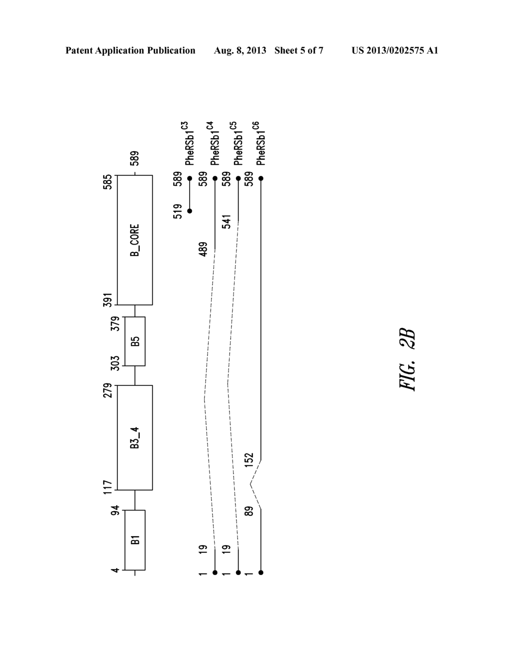 INNOVATIVE DISCOVERY OF THERAPEUTIC, DIAGNOSTIC, AND ANTIBODY COMPOSITIONS     RELATED TO PROTEIN FRAGMENTS OF PHENYLALANYL-BETA-TRNA SYNTHETASES - diagram, schematic, and image 06