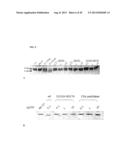 GAS57 MUTANT ANTIGENS AND GAS57 ANTIBODIES diagram and image