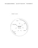 COMPOSITIONS AND METHODS FOR VACCINATING AGAINST HSV-2 diagram and image