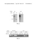 IMMUNOGENIC COMPOSITIONS AGAINST TUBERCULOSIS diagram and image