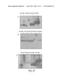 IMMUNOGENIC COMPOSITIONS AGAINST TUBERCULOSIS diagram and image