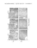 IMMUNOGENIC COMPOSITIONS AGAINST TUBERCULOSIS diagram and image