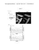 COMPOSITIONS AND METHODS FOR MODULATING AUTOPHAGY diagram and image