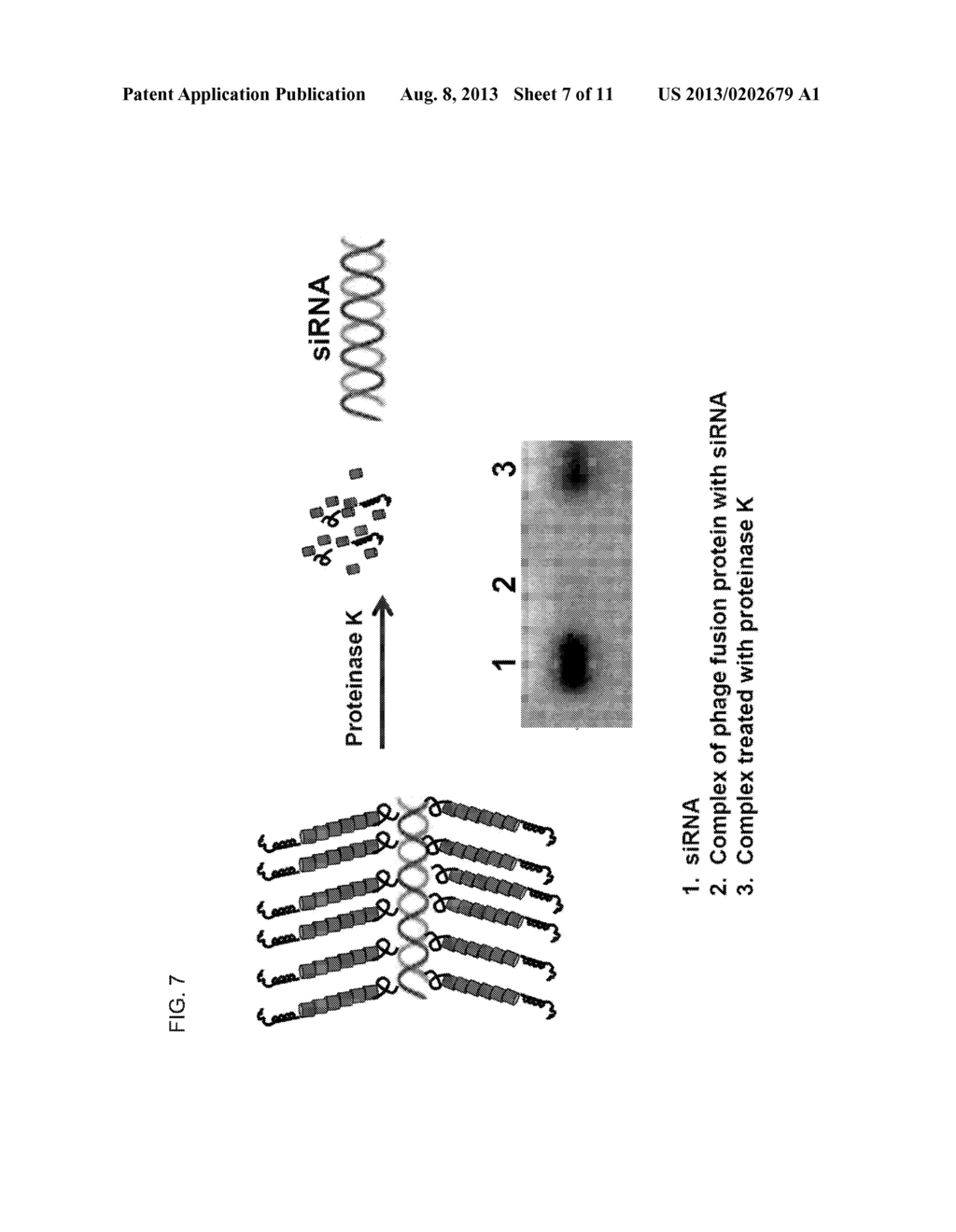 Targeted Particles Comprising Landscape Phage Fusion Proteins and     Heterologous Nucleic Acid - diagram, schematic, and image 08