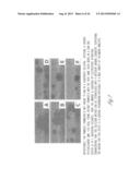 METHOD FOR DETECTING NUCLEIC ACIDS BASED ON AGGREGATE FORMATION diagram and image