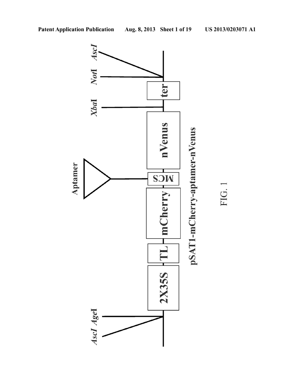 PEPTIDE APTAMERS FOR MANIPULATING PROTEIN FUNCTION - diagram, schematic, and image 02