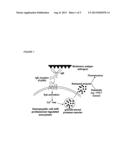 NOVEL ULTRASENSITIVE CELL BASED SENSORS AND USES THEREOF diagram and image