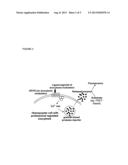 NOVEL ULTRASENSITIVE CELL BASED SENSORS AND USES THEREOF diagram and image