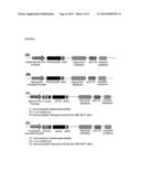 NOVEL ULTRASENSITIVE CELL BASED SENSORS AND USES THEREOF diagram and image