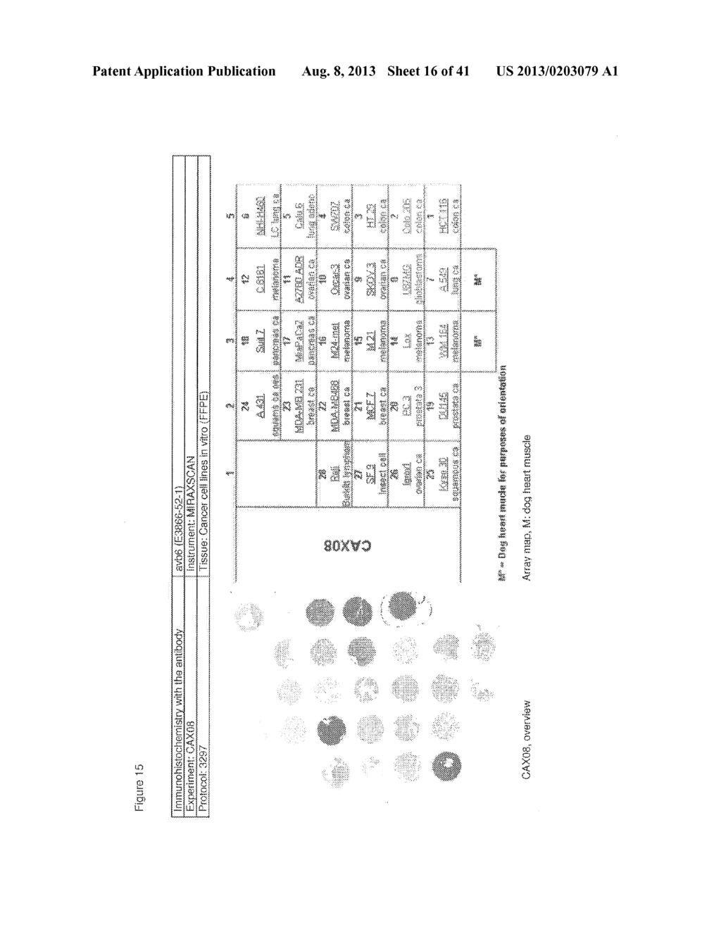 ANTIBODIES FOR THE DETECTION OF INTEGRIN COMPLEXES IN FFPE MATERIAL - diagram, schematic, and image 17