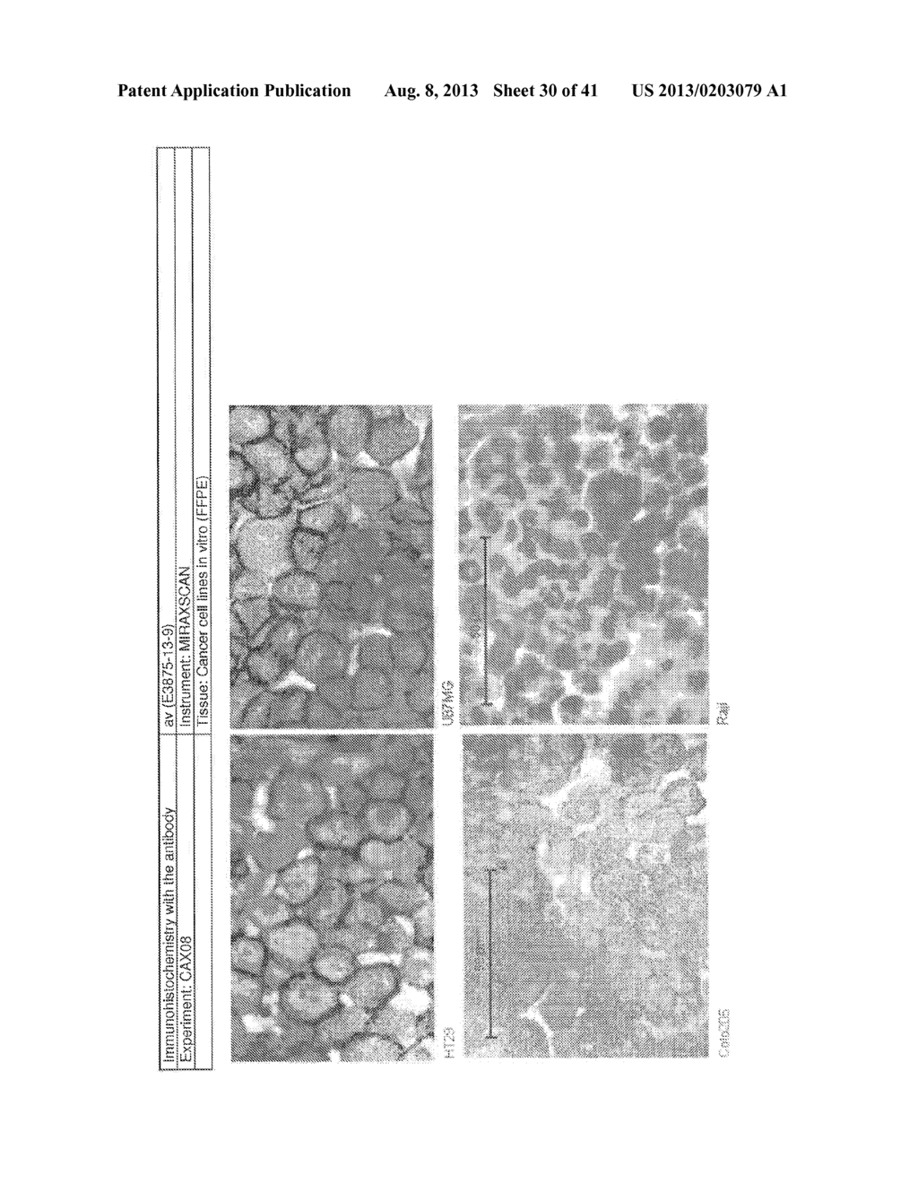 ANTIBODIES FOR THE DETECTION OF INTEGRIN COMPLEXES IN FFPE MATERIAL - diagram, schematic, and image 31