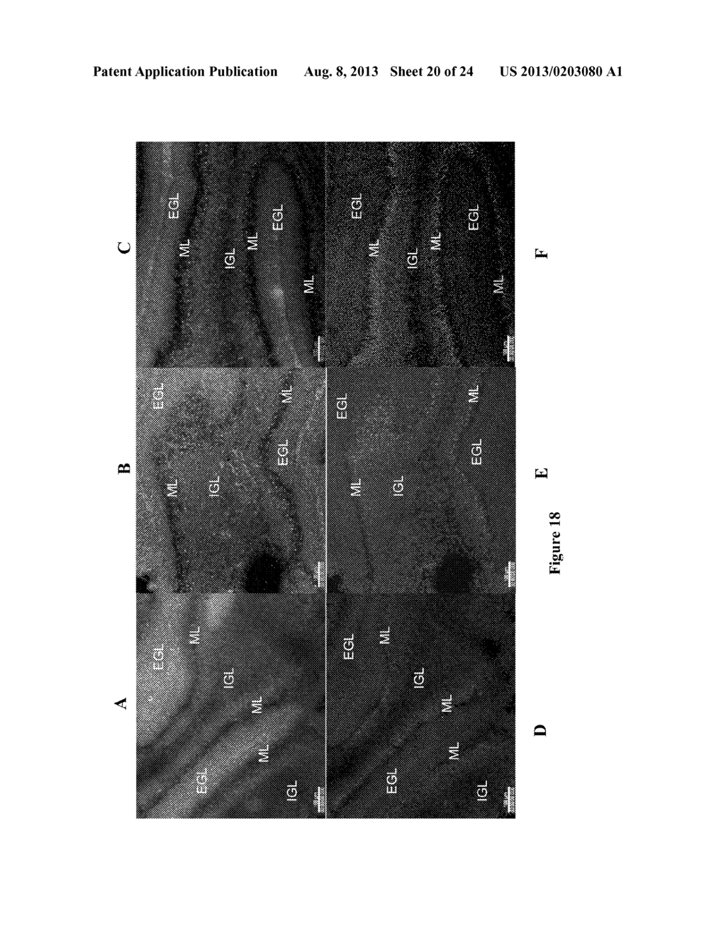 NEW RECEPTOR BINDING LIGANDS, THEIR USE IN THE DETECTION OF CELLS WITH     BIOLOGICAL INTEREST - diagram, schematic, and image 21