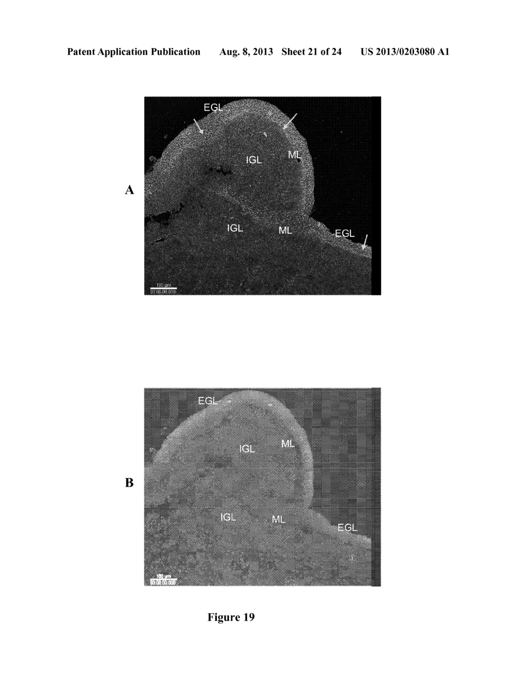 NEW RECEPTOR BINDING LIGANDS, THEIR USE IN THE DETECTION OF CELLS WITH     BIOLOGICAL INTEREST - diagram, schematic, and image 22