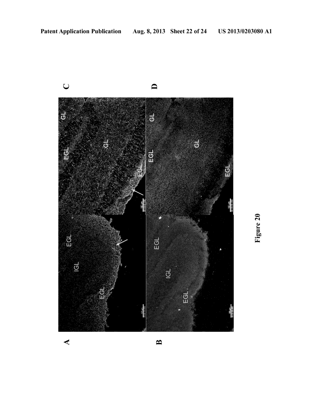 NEW RECEPTOR BINDING LIGANDS, THEIR USE IN THE DETECTION OF CELLS WITH     BIOLOGICAL INTEREST - diagram, schematic, and image 23