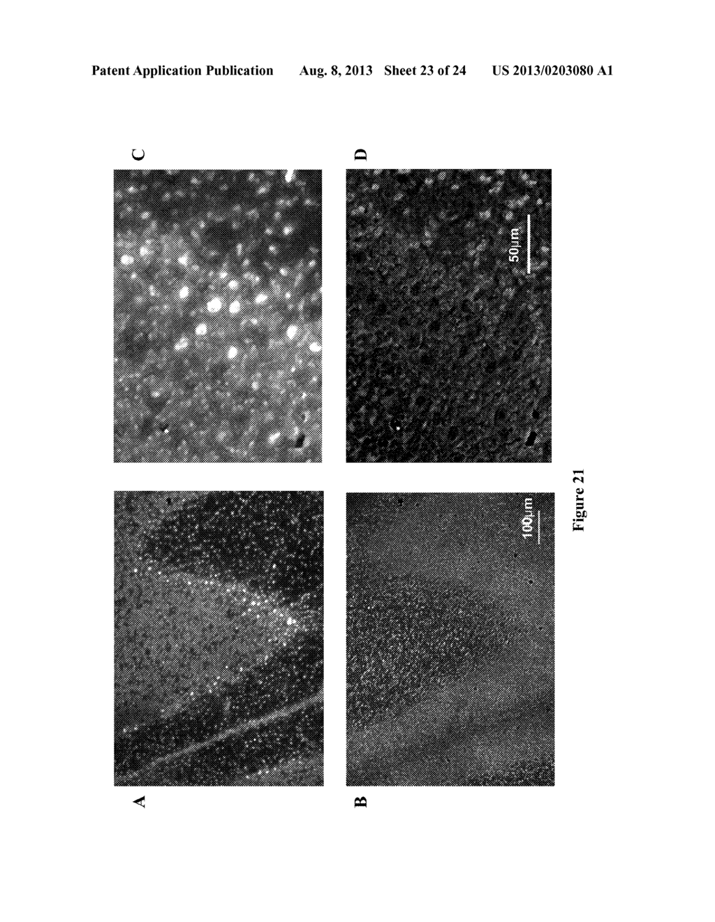 NEW RECEPTOR BINDING LIGANDS, THEIR USE IN THE DETECTION OF CELLS WITH     BIOLOGICAL INTEREST - diagram, schematic, and image 24