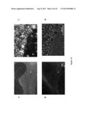 NEW RECEPTOR BINDING LIGANDS, THEIR USE IN THE DETECTION OF CELLS WITH     BIOLOGICAL INTEREST diagram and image