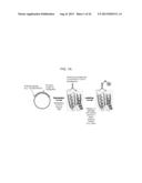 Aldehyde Tags, Uses Thereof in Site-Specific Protein Modification diagram and image