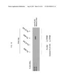 Aldehyde Tags, Uses Thereof in Site-Specific Protein Modification diagram and image