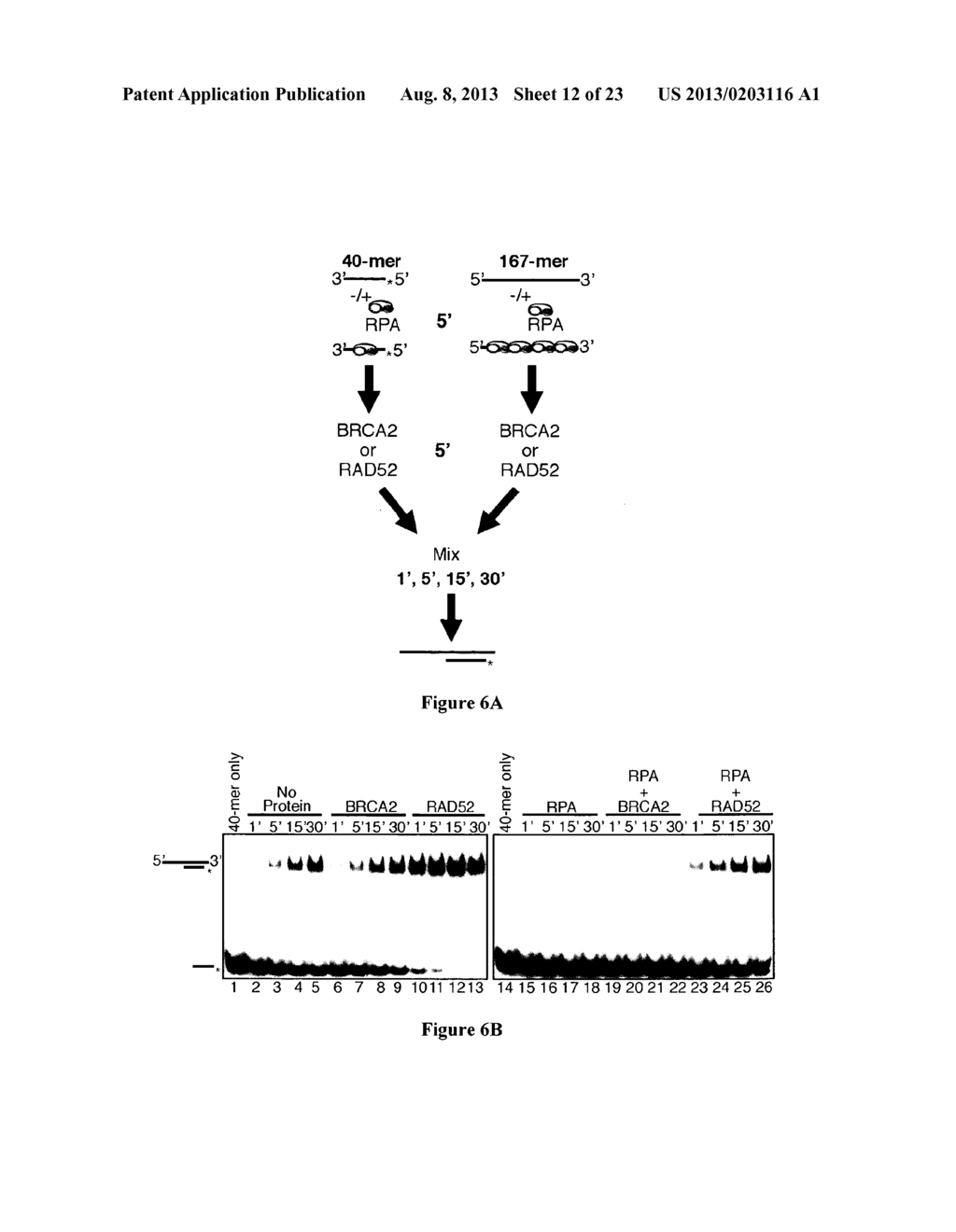 EXPRESSION AND PURIFICATION OF FUSION PROTEIN WITH MULTIPLE MBP TAGS - diagram, schematic, and image 13