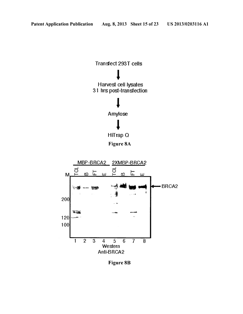 EXPRESSION AND PURIFICATION OF FUSION PROTEIN WITH MULTIPLE MBP TAGS - diagram, schematic, and image 16