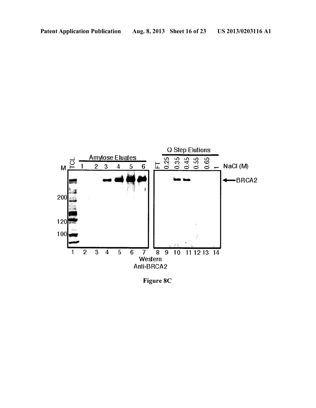 EXPRESSION AND PURIFICATION OF FUSION PROTEIN WITH MULTIPLE MBP TAGS - diagram, schematic, and image 17