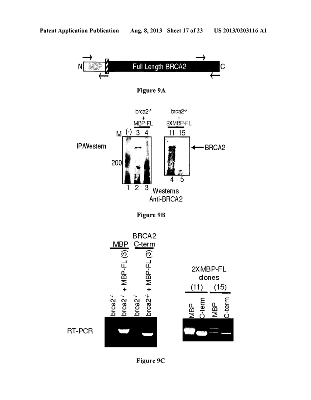 EXPRESSION AND PURIFICATION OF FUSION PROTEIN WITH MULTIPLE MBP TAGS - diagram, schematic, and image 18