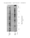 CELLULOSIC PROCESSING TRAIT DEVELOPMENT USING A THERMOREGULATED,     INTEIN-MODIFIED XYLANASE diagram and image