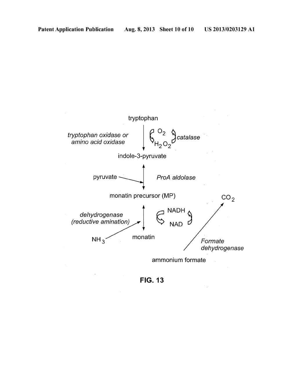 POLYPEPTIDES AND BIOSYNTHETIC PATHWAYS FOR THE PRODUCTION OF MONATIN AND     ITS PRECURSORS - diagram, schematic, and image 11