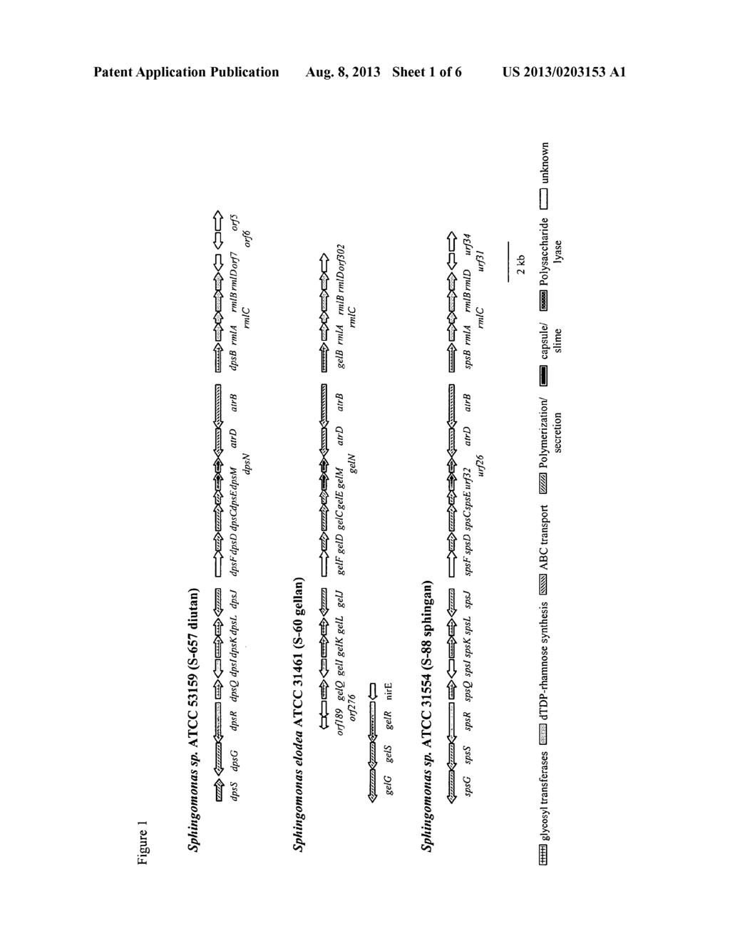 TARGETED GENE DELETIONS FOR POLYSACCHARIDE SLIME FORMERS - diagram, schematic, and image 02