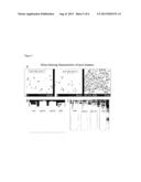 TARGETED GENE DELETIONS FOR POLYSACCHARIDE SLIME FORMERS diagram and image