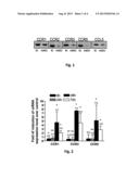 STIMULATION OF MULTIPOTENCY OF MESENCHYMAL STEM CELLS BY CHEMOKINE CCL5 diagram and image