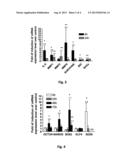 STIMULATION OF MULTIPOTENCY OF MESENCHYMAL STEM CELLS BY CHEMOKINE CCL5 diagram and image