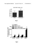 STIMULATION OF MULTIPOTENCY OF MESENCHYMAL STEM CELLS BY CHEMOKINE CCL5 diagram and image