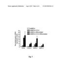 STIMULATION OF MULTIPOTENCY OF MESENCHYMAL STEM CELLS BY CHEMOKINE CCL5 diagram and image