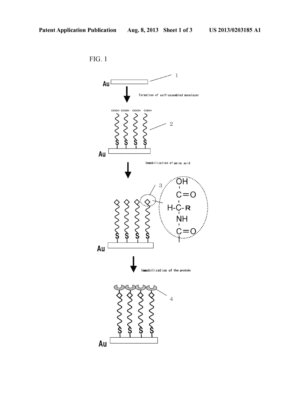 METHOD FOR IMMOBILIZING A PROTEIN ON SELF-ASSEMBLED MONOLAYER - diagram, schematic, and image 02