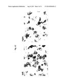 SET OF OLIGONUCLEOTIDE PROBES AS WELL AS METHODS AND USES THERETO diagram and image