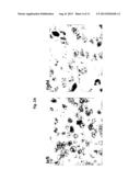 SET OF OLIGONUCLEOTIDE PROBES AS WELL AS METHODS AND USES THERETO diagram and image