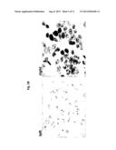 SET OF OLIGONUCLEOTIDE PROBES AS WELL AS METHODS AND USES THERETO diagram and image