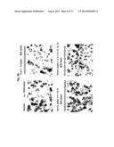 SET OF OLIGONUCLEOTIDE PROBES AS WELL AS METHODS AND USES THERETO diagram and image